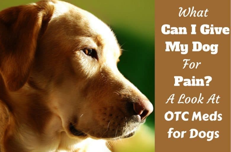 What can I give dog for pain written beside a highlighted side portrait shot of a red labrador.