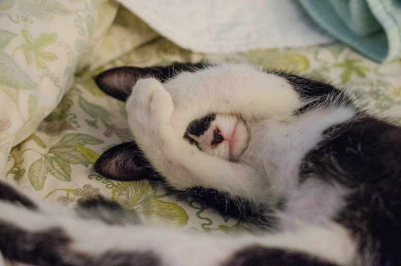 Photo of a cat covering her face with his paws, maybe because her litter box smells so bad?