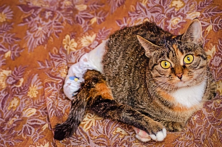 image of a cute old cat wearing a cat diaper