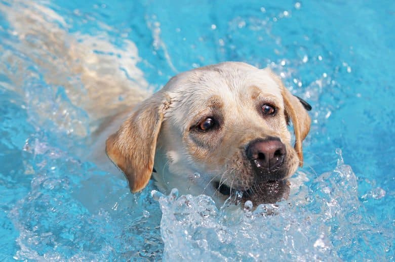 Yellow lab swimming with only head above splashing water