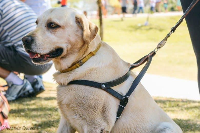 A labrador sitting patiently while wearing a harness