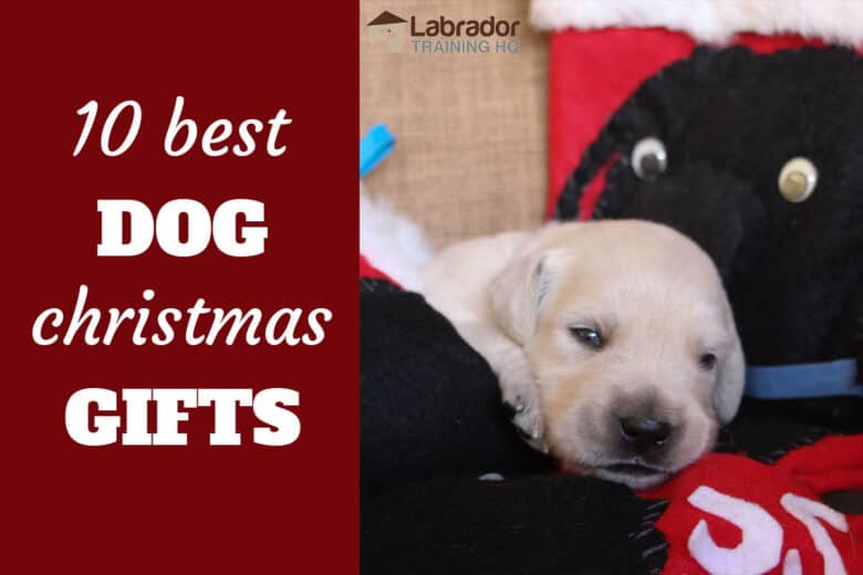 10 Best Dog Christmas Gifts - baby yellow puppy lying on Christmas stocking with black dog images stitched on.