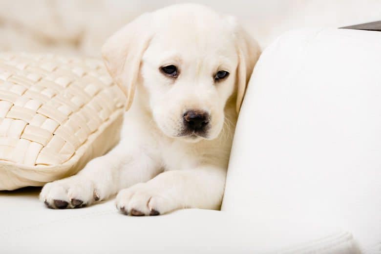 Close up of white Labrador puppy lying on a white leather sofa