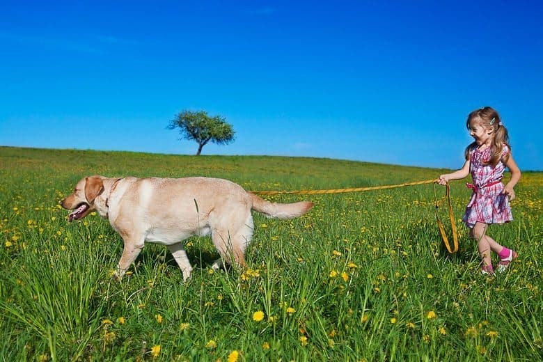 little happy girl walking her labrador friend