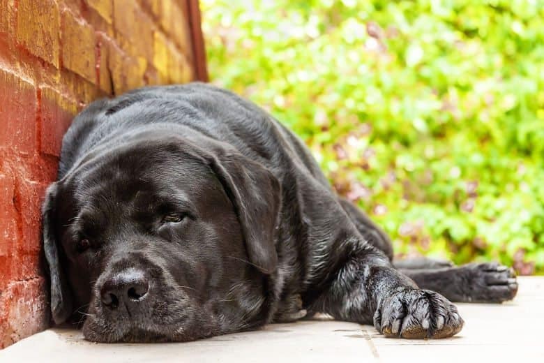 A black labrador lying in shade from a wall in summer