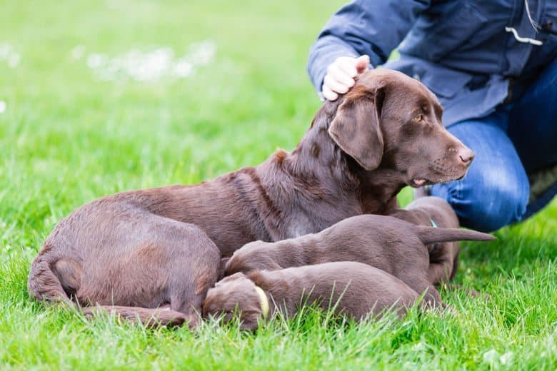 Female choc lab with suckling puppies being stroked by breeder