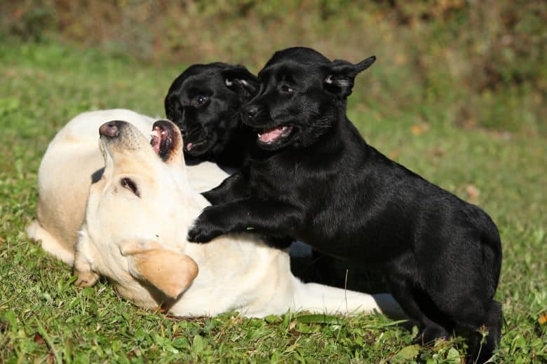 Puppies at play with mum learning bite inhibition