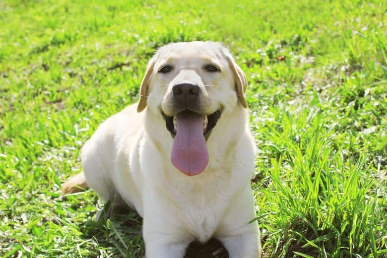 A smiling yellow lab lying on grass looking into camera