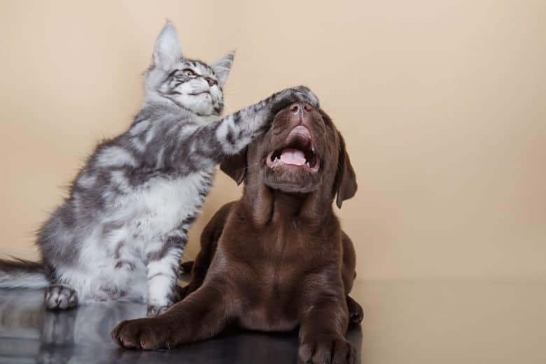 Grey kitten covering a choc labrador puppy's eyes with it's paw