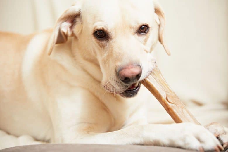 Yellow lab puppy chewing a bone staring intently into the camera