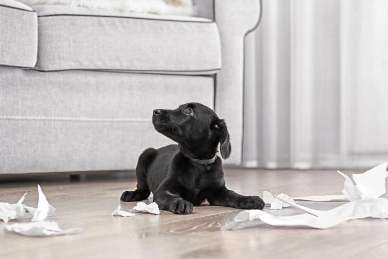 Black Labrador puppy surrounded by pieces of chewed paper on wooden floor