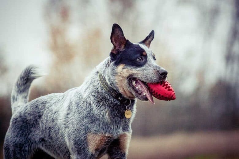 Blue Heeler Lab Mix