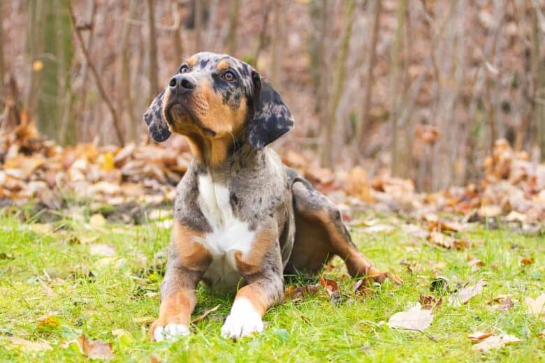 Catahoula Lab Mix