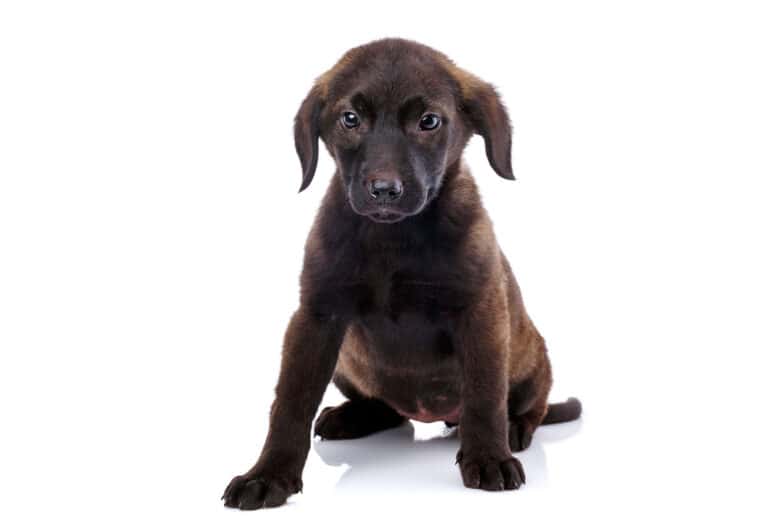 Dachshund Lab Mix