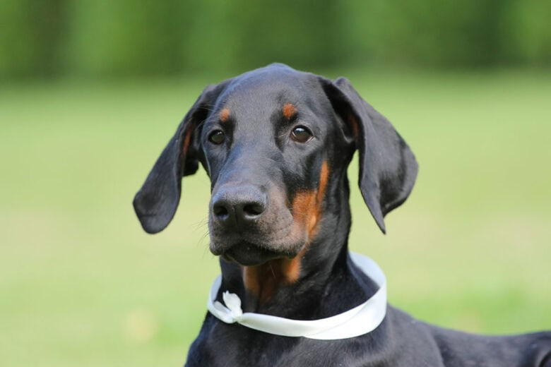 Doberman Lab Mix