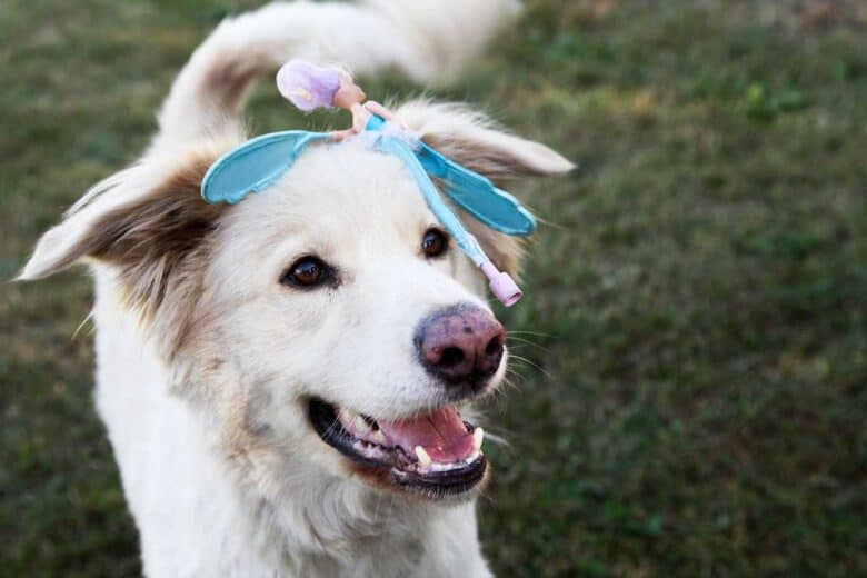 Great Pyrenees Lab Mix