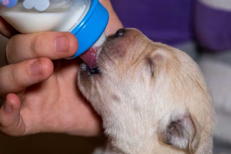 How To Bottle Feed A Puppy