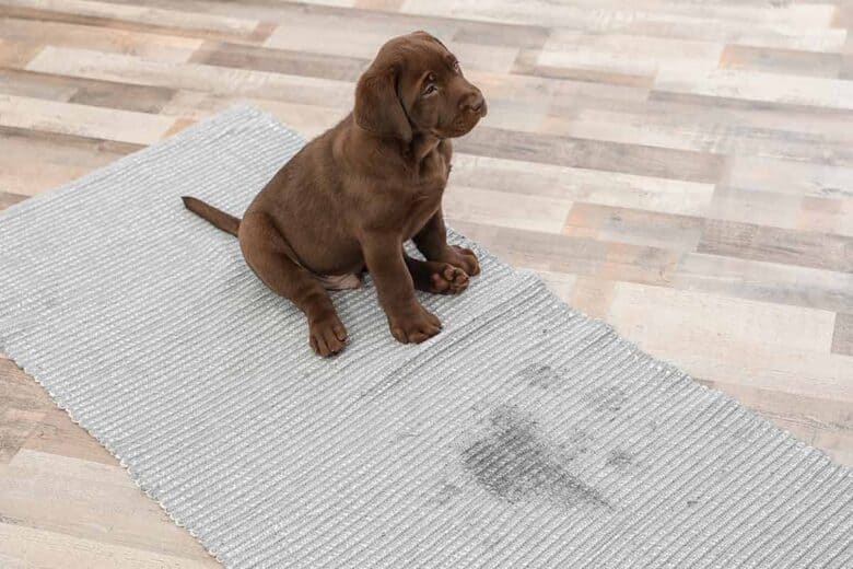 How To Pee Pad Train A Puppy