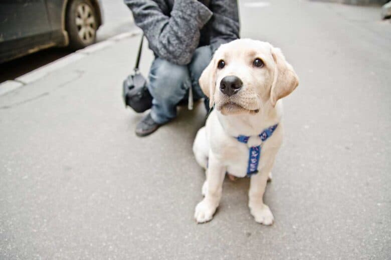 How To Put A Harness On A Puppy