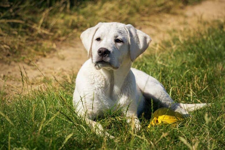 How long does it take a rescue dog to adjust