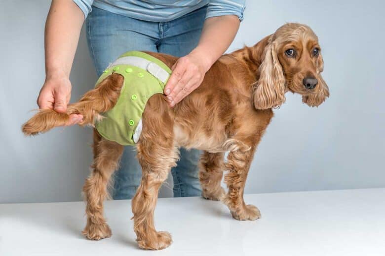 Dog Diapers for Poop - dog standing up wearing green diaper.