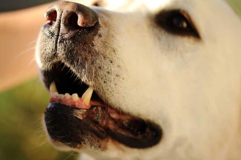 why do dogs chatter their teeth