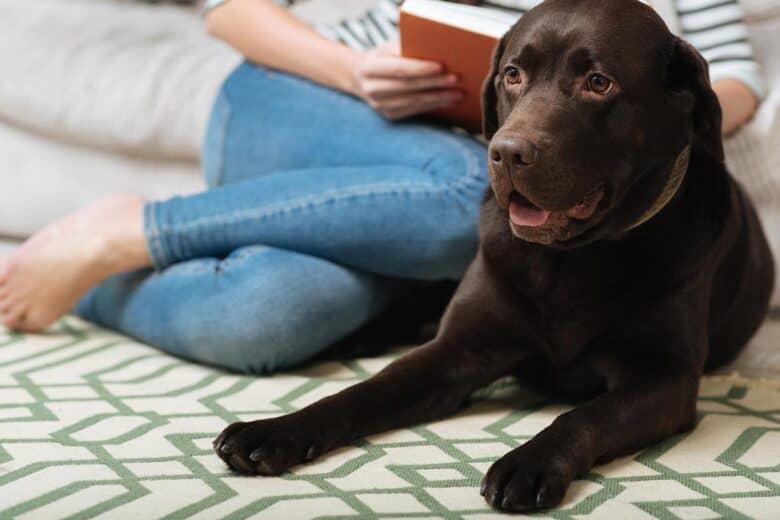 why do dogs dig carpet