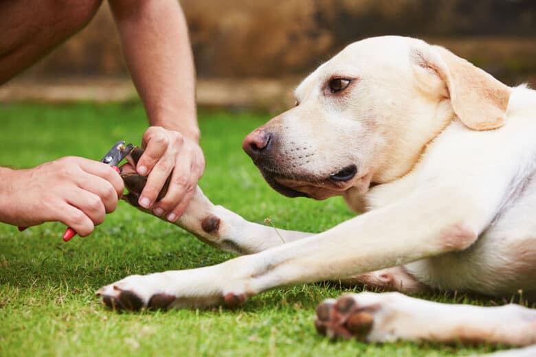 How to clip dog nails when dog is scared of