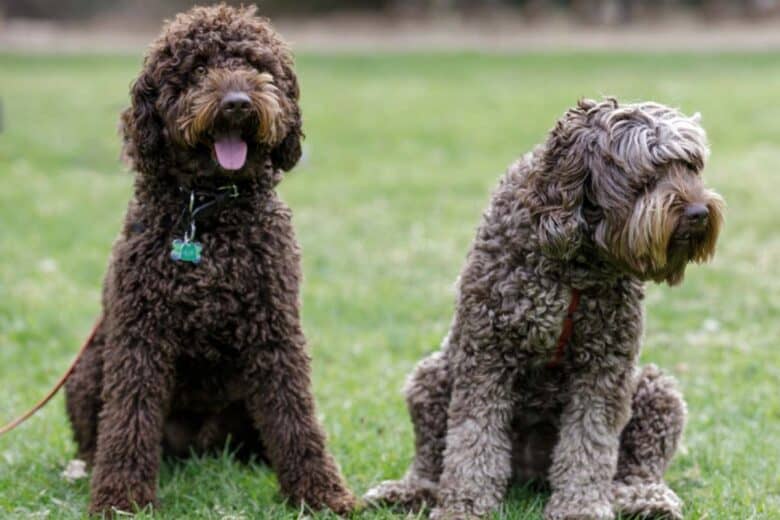 Labradoodle Hunting