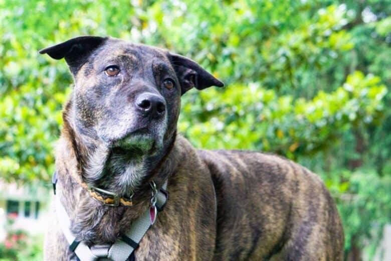 Pitbull Lab Mix