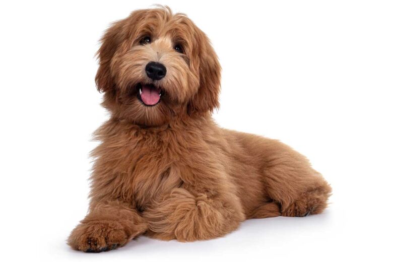 Red Labradoodle