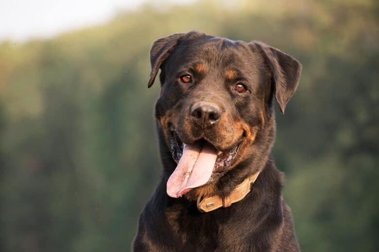 Rottweiler lab mix