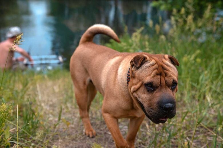 Shar Pei Lab Mix