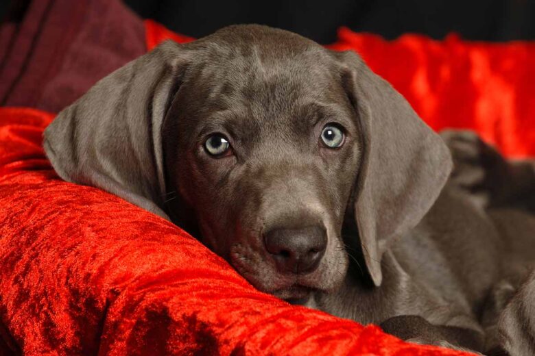 Weimaraner Lab Mix