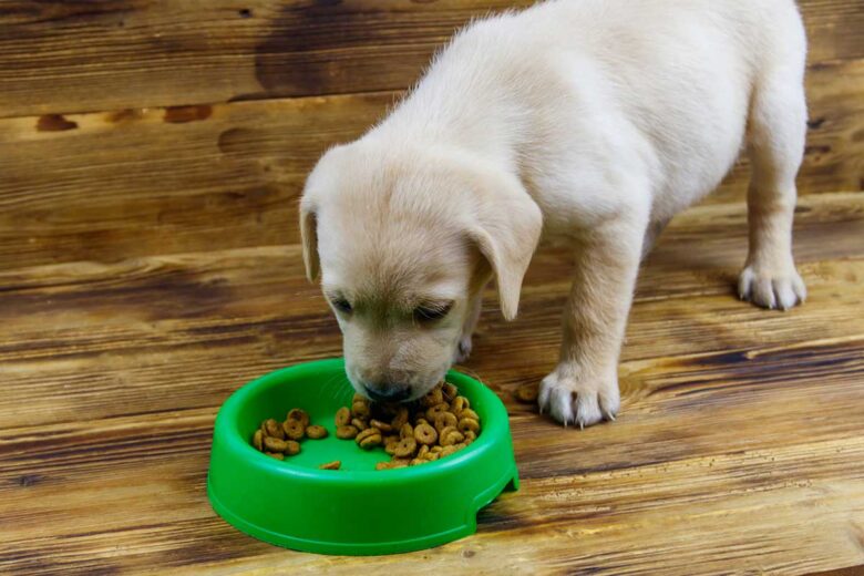 When To Stop Soaking Puppy Food