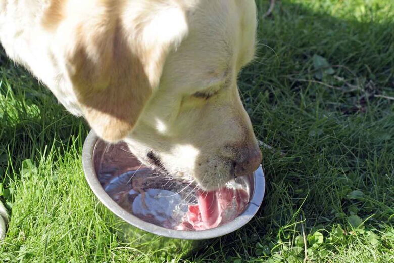 Why Is My Old Dog Drinking So Much Water