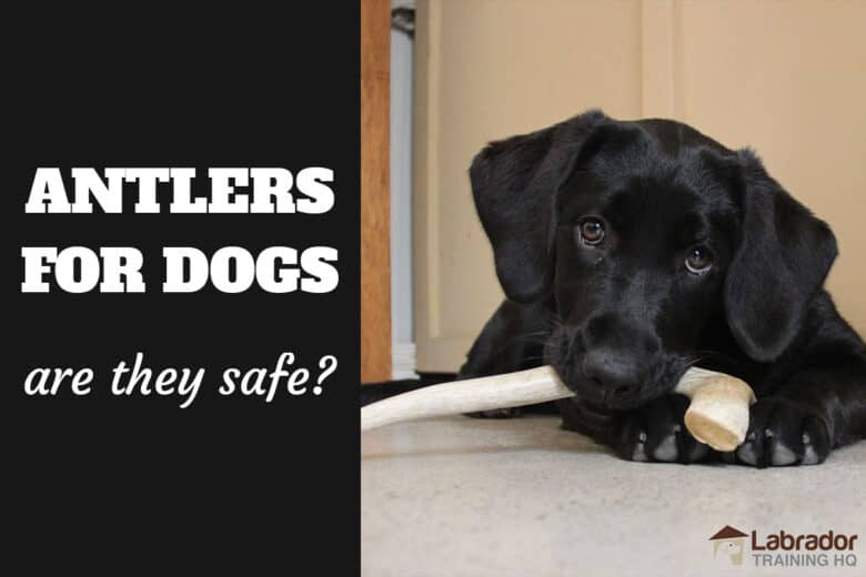 Antlers For Dogs - Are They Safe?  Black Lab puppy chewing on an antler.