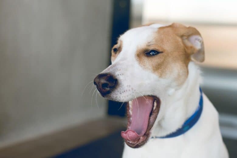 anxious mixed breed dog yawns and holds his ears back