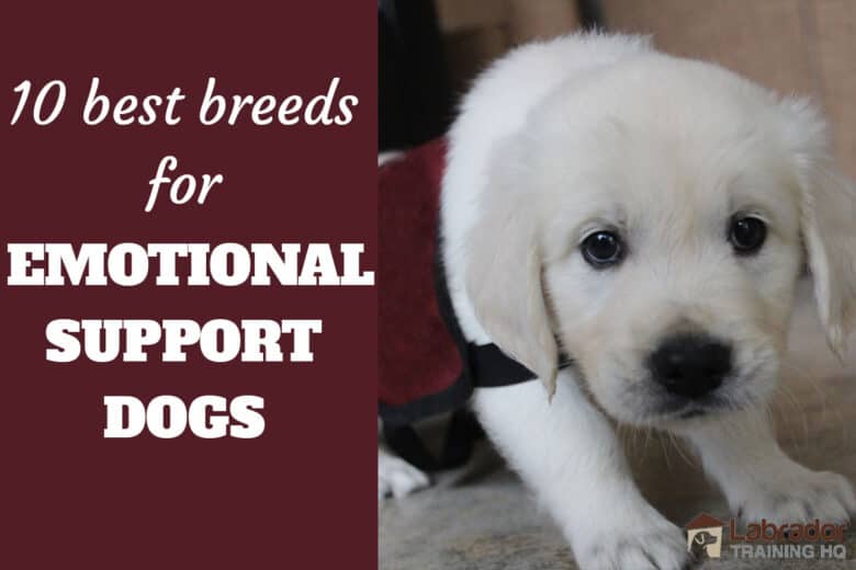 10 Best Breeds For Emotional Support Dogs - English Cream Golden Retriever puppy staring at camera wearing esa vest.