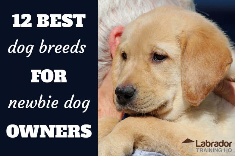 12 Best Dog Breeds For Newbie Dog Owners - Yellow Labrador puppy being carried around on shoulder.