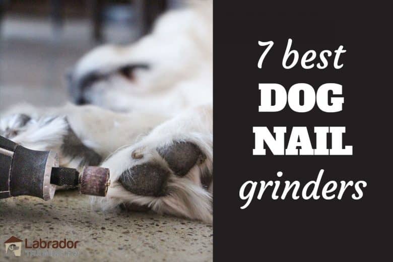 7 Best Dog Nail Grinders - Dremel grinding white dog's nails.