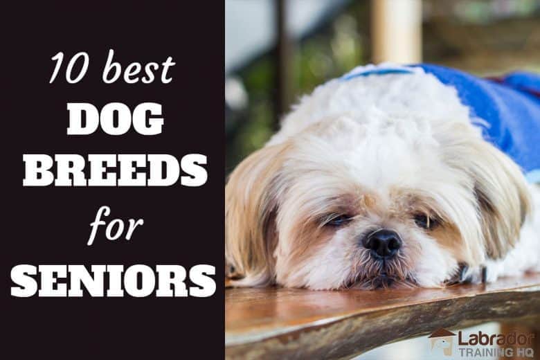 10 Best Dog Breeds For Seniors - Shih Tzu in blue jackets relaxing on a wood table.