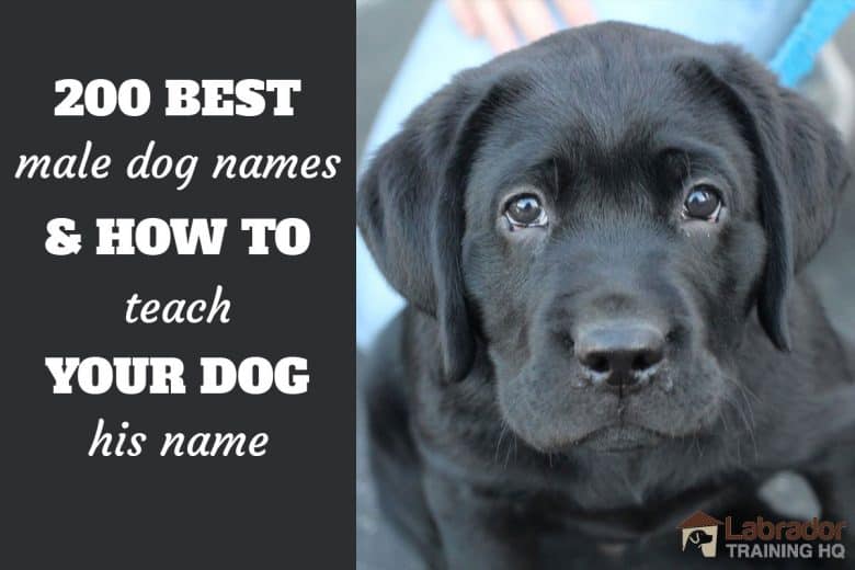 200 Best Male Dog Names and How To Teach Your Dog His Name - Adorable black Labrador Retriever puppy looking back at you