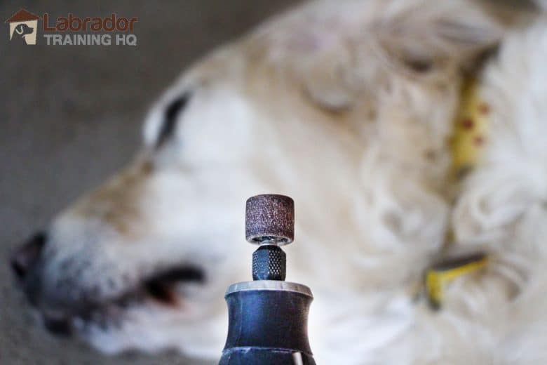 Best Nail Grinder For Dogs - Drum on Dremel in focus with blurred Golden Retriever with yellow collar in the background