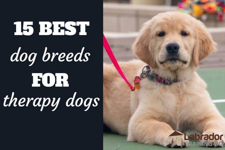 III. Popular Dog Breeds for Therapy Work