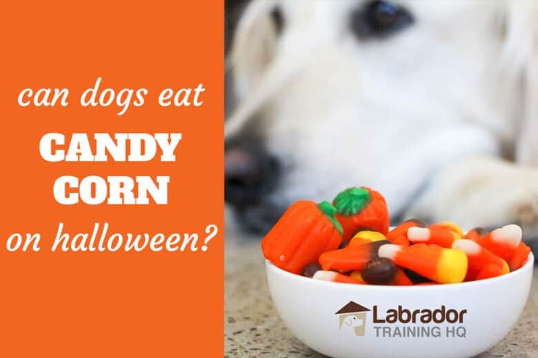 Can dogs eat candy corn on Halloween? - pic of golden retriever in background with bowl of assorted candy corn in the foreground including classic, pumpkin, and spooky themed.