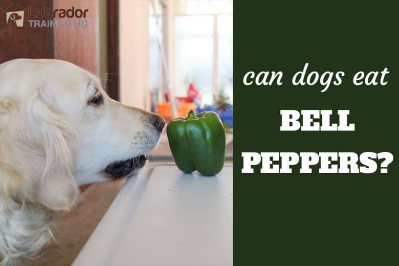 Can Dogs Eat Bell Peppers? - Golden Retriever debating whether she should eat the green bell pepper sitting on the table.