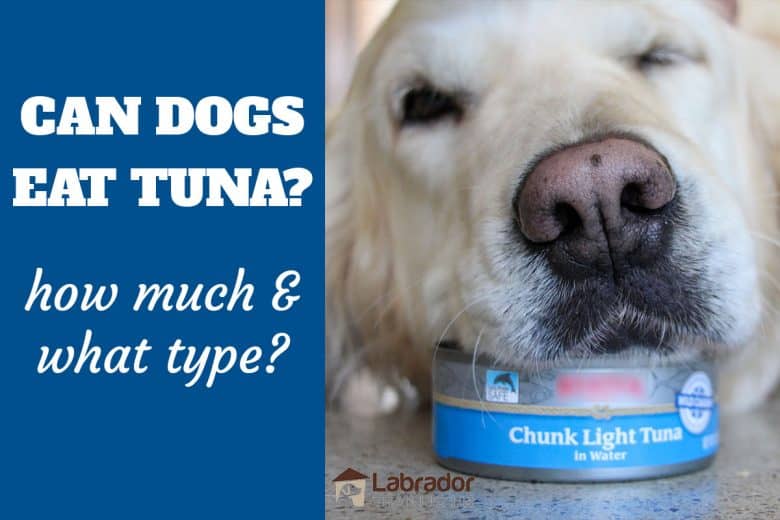 Can Dogs Eat Tuna? How Much & What Type? - Golden Retriever has his head on top of can of tuna.