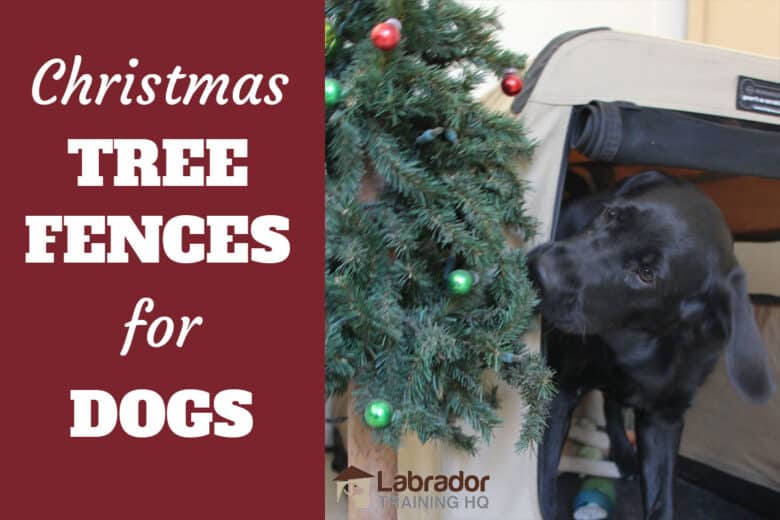 Christmas Tree Fences For Dogs - Black Labrador Retriever biting at Christmas tree.