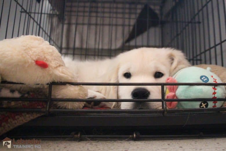 Extending Your Puppy's Time In The Crate - Yellow Golden Retriever puppy laying down in crate with his stuffed toys.